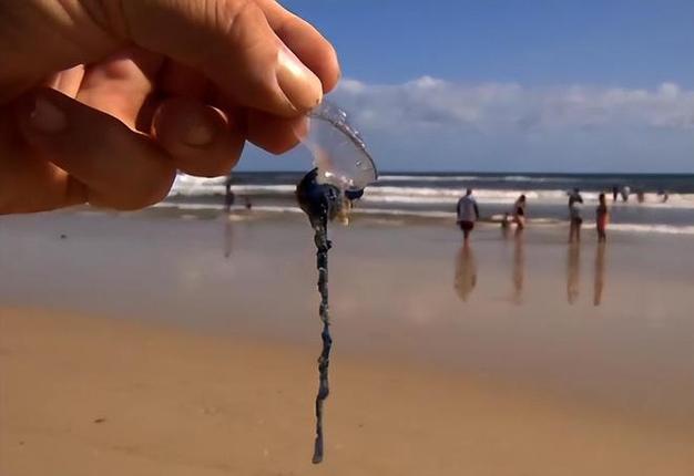 海南沙滩现剧毒水母;海边毒水母