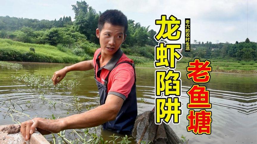 把西瓜扔鱼塘喂鱼,把西瓜扔鱼塘喂鱼好吗