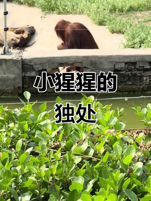 被大猩猩反向投喂,被大猩猩反向投喂怎么办
