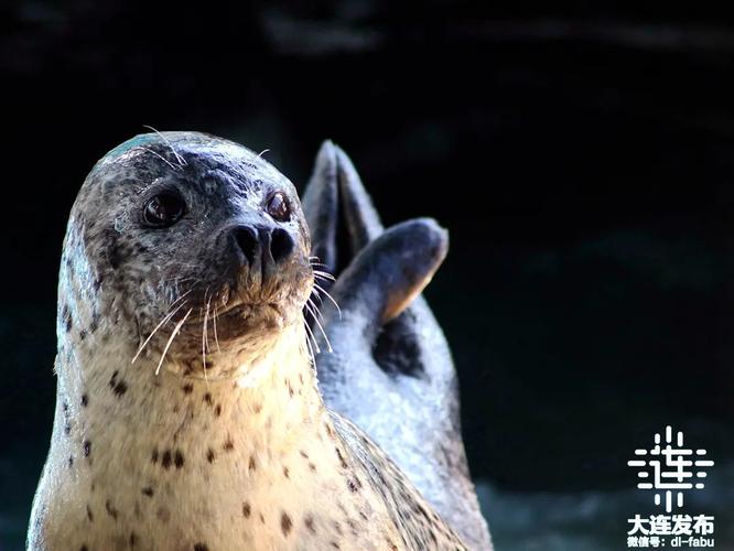 9只斑海豹放归大海,9只斑海豹放归大海了吗